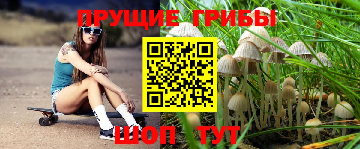 закладка  Вход с VPN  Новый Уренгой  Псилоцибиновые грибы Cubensis 